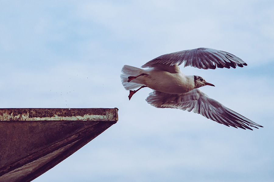 Image d'en-tête de l'article Je Réalise " Se libérer des 5 messages contraignants ", sur laquelle l'on voit un oiseau prendre son envol dans un ciel bleu.