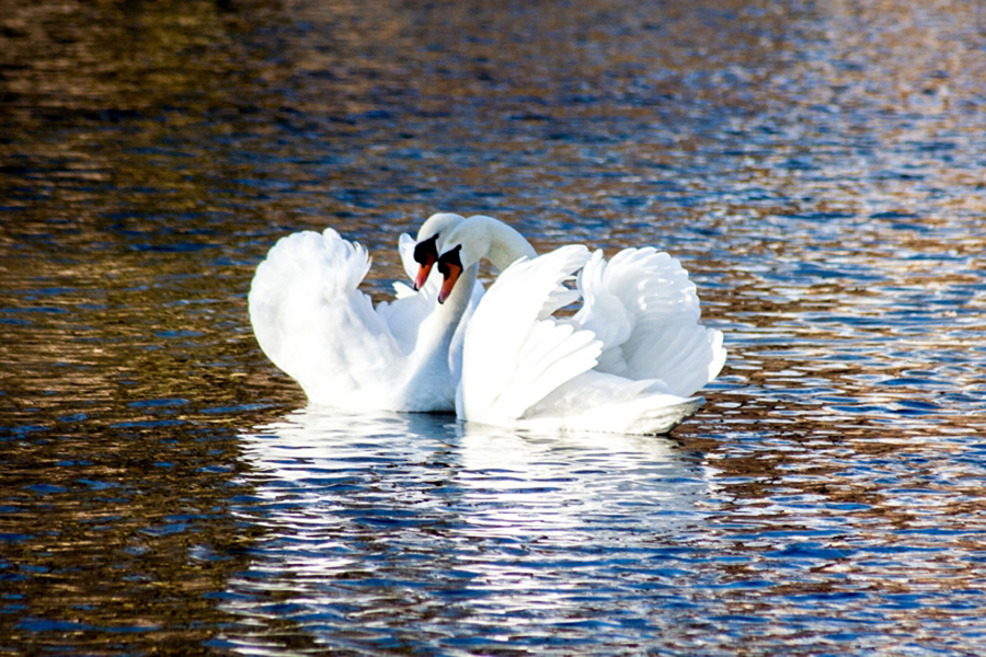 Image d'en-tête de l'article Je Réalise " Un couple soudé et durable ", sur laquelle l'on voit deux cygnes dans l'eau, tournés l'un vers l'autre, leurs deux têtes regardant dans la même direction.